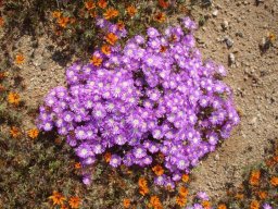 Drosanthemum hispidum hiding its creeping branches